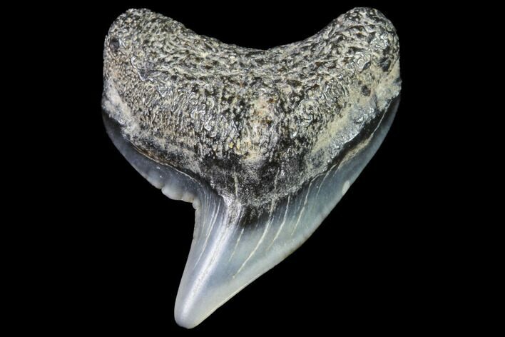 Colorful Fossil Tiger Shark (Galeocerdo) Tooth - Virginia #91832